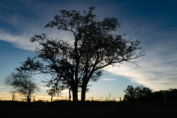Naklejka na ściany i meble Trees at sunset in Buenos Aires Province, Argentina