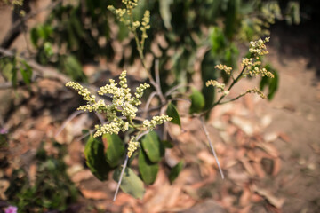 Close up of longan flower