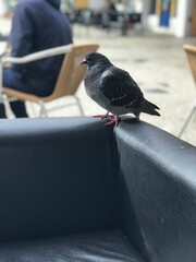 Pombo admirando