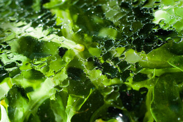 Condensation from water collected in a package with green leafy lettuce close-up, macro photography