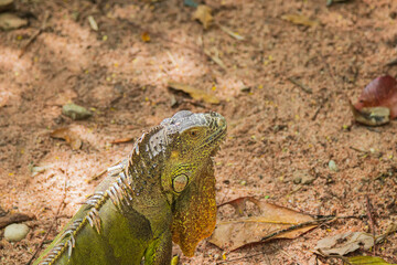 Close up of green iguana on the ground.