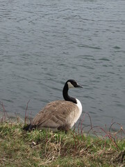 Gans