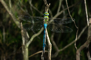 Dragonfly Aeshna Mixta Photographed in Saedegna, Details