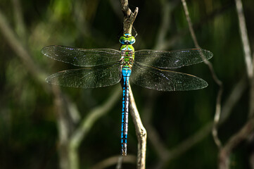 Dragonfly Aeshna Mixta Photographed in Saedegna, Details