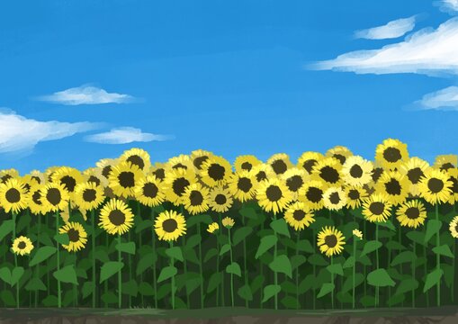 sunflower fiew