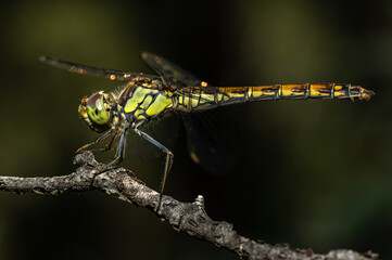 Dragonflies Macro photography in the countryside of Sardinia Italy, Particular, Details