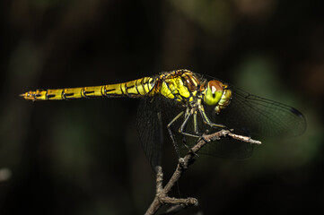 Dragonflies Macro photography in the countryside of Sardinia Italy, Particular, Details