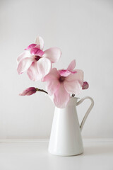 Beautiful fresh pink white magnolia flowers in full bloom in vase against white background. Spring still life.