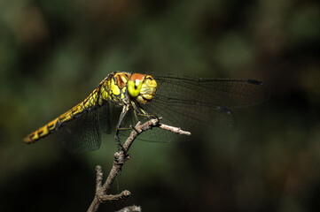 Dragonflies Macro photography in the countryside of Sardinia Italy, Particular, Details