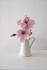 Beautiful fresh pink white magnolia flowers in full bloom in vase against white background. Spring still life.
