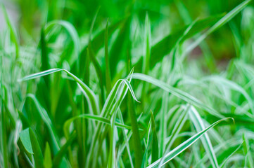 green grass background