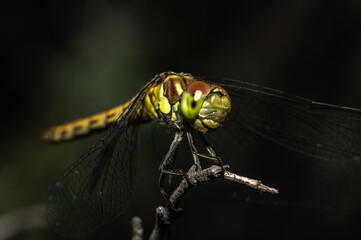 Dragonflies Macro photography in the countryside of Sardinia Italy, Particular, Details