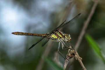 Dragonflies Macro photography in the countryside of Sardinia Italy, Particular, Details