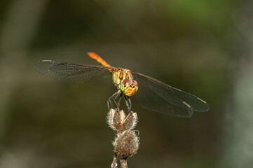 Dragonflies Macro photography in the countryside of Sardinia Italy, Particular, Details