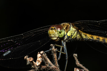 Dragonflies Macro photography in the countryside of Sardinia Italy, Particular, Details