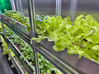 Growing Vegetables and Salad Leaves the Polycarbonate High-tech Indoor Greenhouse the Aluminum Shelves Under Artificial Light.
