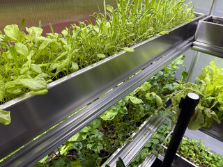 Growing Vegetables and Salad Leaves the Polycarbonate High-tech Indoor Greenhouse the Aluminum...