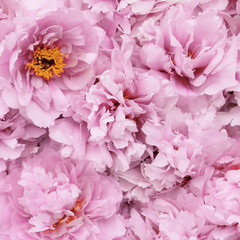 Beautiful fresh pink peony flowers in full bloom, close up, top view. Floral spring summer texture for background. Mother's day, Birthday, Valentine's day card. Blooming peonies.
