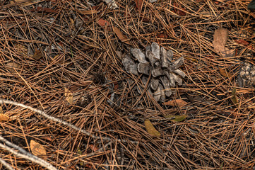 Close-up photograph of the undergrowth in Sardinia