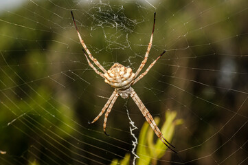 Argiope Lobata Female Macro Photo Taken in Sardinia, Details