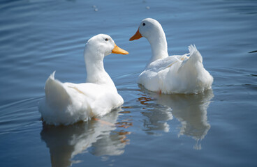 two duck on the water