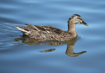 Duck swimming in lake while displaying a beautiful reflection in the water