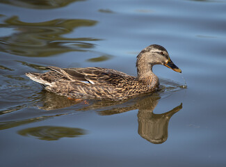 Duck swimming in lake while displaying a beautiful reflection in the water