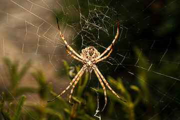 Argiope Lobata Female Macro Photo Taken in Sardinia, Details
