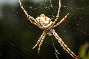 Argiope Lobata Female Macro Photo Taken in Sardinia, Details