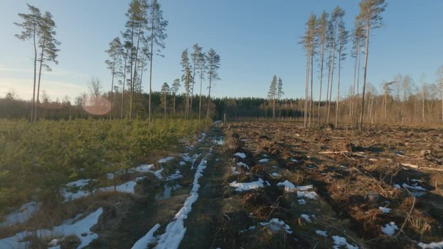 Aerial footage flying over beautiful glade and forest road on a cold sunny day, drone footage.