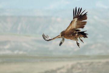 Fototapeta na wymiar Buitre leonado en vuelo