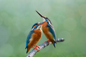 pair of common kingfisher aleting to invading birds while perching together on wooden branch in breeding season