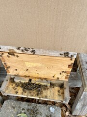 dead bees in the winter beehive Texas Hill country Fredericksburg