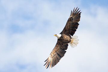 Original wildlife photograph of an American Bald Eagle soaring in a blue sky with soft clouds