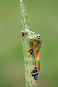 Green flying tree frog on a plant, Indonesia