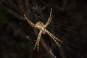 Argiope Lobata Female Macro Photo Taken in Sardinia, Details