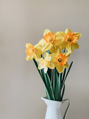 Beautiful bouquet of fresh yellow daffodil flowers in full bloom in vase against white background, close up. Space for text. Spring blossoms. Still life with bunch of narcissuses.