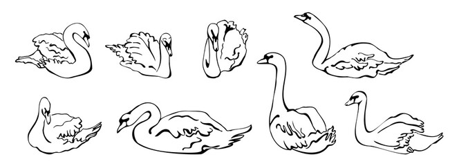 Vector set of silhouettes of swans in different poses. isolated on a white background. Collection of linear Swans icons. Vector illustration in sketch style.  decorative birds. hand drawn
