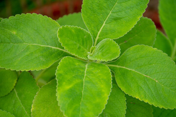 green leaves