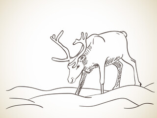 reindeer hand drawn vector