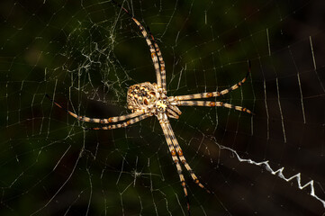 Argiope Lobata Female Macro Photo Taken in Sardinia, Details
