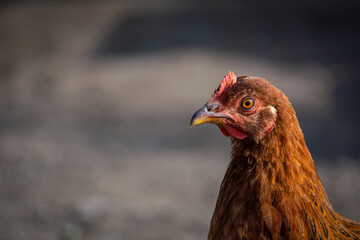 chicken in the farm