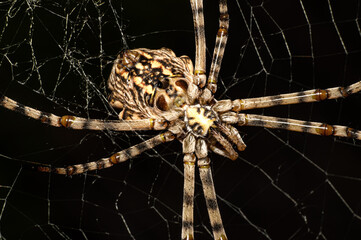 Argiope Lobata Female Macro Photo Taken in Sardinia, Details