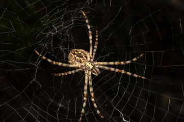 Argiope Lobata Female Macro Photo Taken in Sardinia, Details