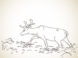 reindeer hand drawn vector