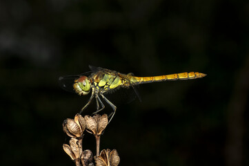 Dragonflies Macro photography in the countryside of Sardinia Italy, Particular, Details