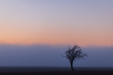 Lonely single bald tree on empty field at Colorful Sunset in the fog in early spring, Schleswig-Holstein, Northern Germany