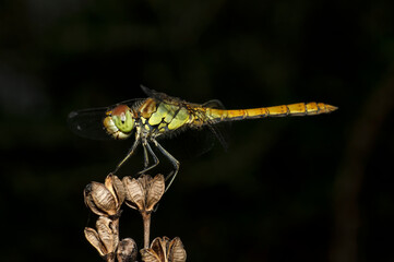 Dragonflies Macro photography in the countryside of Sardinia Italy, Particular, Details
