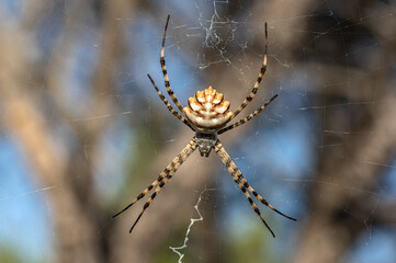 Argiope Lobata Female Macro Photo Taken in Sardinia, Details