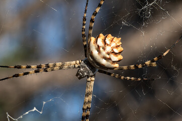 Argiope Lobata Female Macro Photo Taken in Sardinia, Details